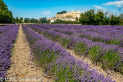 champ de lavandes à Grignan  / lavender field at Grignan