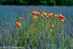 coquelicots / poppies