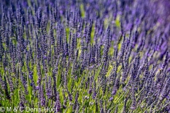 champ de lavandes/ lavender field