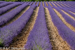 champ de lavandes/ lavender field