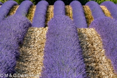 champ de lavandes/ lavender field