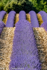 champ de lavandes/ lavender field