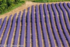 champ de lavandes/ lavender field