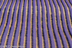 champ de lavandes/ lavender field