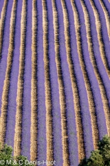 lavender field