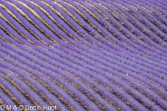 lavender field