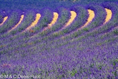 champ de lavandes/ lavender field