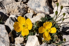 fleur du Mont Ventoux / flower of Mount Ventoux