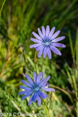 laitue vivace / mountain lettuce