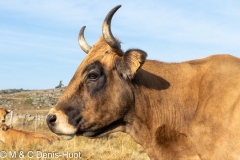 plateau de l'Aubrac / The Aubrac plateau