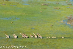 Girafe du Sud / Southern giraffe