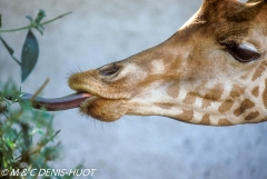 girafe Masai / Masai giraffe