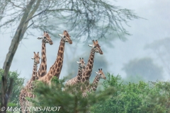 girafe de Rothschild / Rothschild giraffe