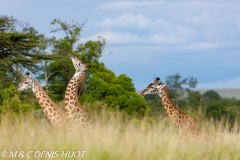 girafe Masai / Masai giraffe