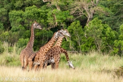 girafe Masai / Masai giraffe