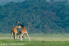 girafe de Rothschild / Rothschild giraffe