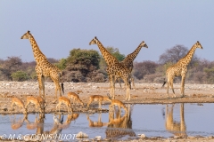 Girafe du Sud / Southern giraffe