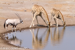 Girafe du Sud / Southern giraffe