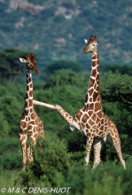 girafe réticulée / reticulated giraffe