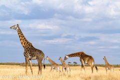 girafe Masai / Masai giraffe