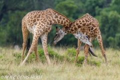 girafe Masai / Masai giraffe