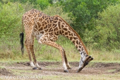 girafe Masai / Masai giraffe