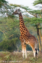 girafe de Rothschild / Rothschild giraffe