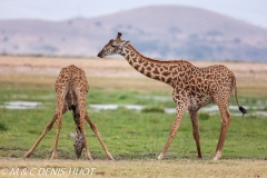 girafe Masai / Masai giraffe