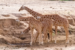 girafe réticulée / reticulated giraffe