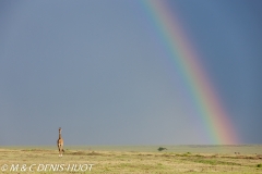 girafe Masai / Masai giraffe