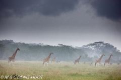 girafe de Rothschild / Rothschild giraffe