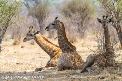 Girafe du Sud / Southern giraffe