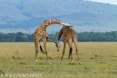 girafe Masai / Masai giraffe