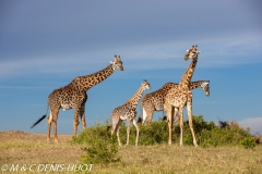 girafe Masai / Masai giraffe