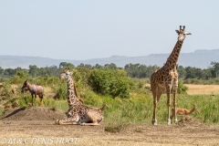 girafe Masai / Masai giraffe