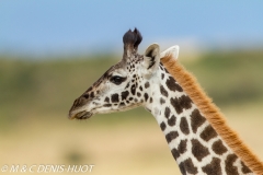 girafe Masai / Masai giraffe