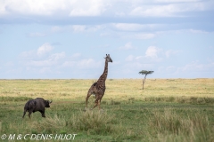 girafe Masai / Masai giraffe