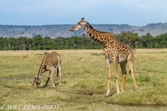 girafe Masai / Masai giraffe