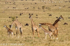 girafe Masai / Masai giraffe