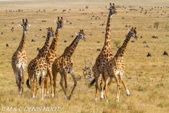 girafe Masai / Masai giraffe