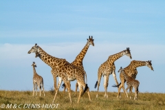 girafe Masai / Masai giraffe