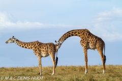 girafe Masai / Masai giraffe