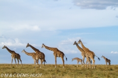 girafe Masai / Masai giraffe