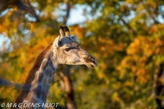 Girafe du Sud / Southern giraffe