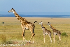 girafe Masai / Masai giraffe