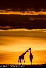 girafe Masai / Masai giraffe
