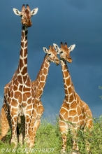 girafe réticulée / reticulated giraffe