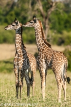 girafe Masai / Masai giraffe