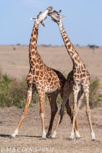 girafe Masai / Masai giraffe