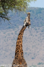 girafe Masai / Masai giraffe
